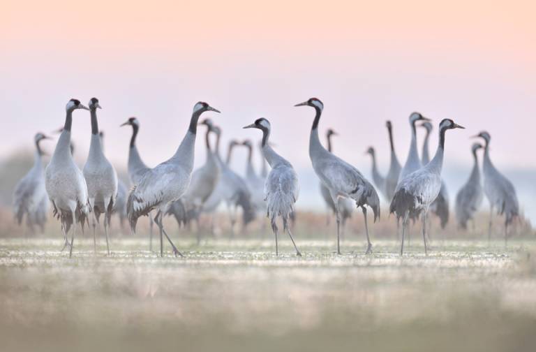 Jesienne fotografowanie wielkich migracji ptaków - Boleszkowice